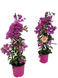 Bougainvillier Sanderiana Piramide - 1 pièce - Ø17cm - ↕70cm - GREEN OASIS - SHOP