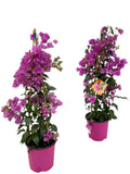 Bougainvillier Sanderiana Piramide - 1 pièce - Ø17cm - ↕70cm - GREEN OASIS - SHOP Plantes vertes originales livrées à votre domicile