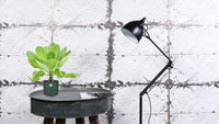 Brighamia Insignis 'Palmier d'Hawaï' P12 - Ø12cm - ↕37cm - GREEN OASIS - SHOP Plantes vertes originales livrées à votre domicile