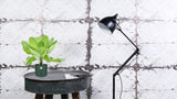 Brighamia Insignis 'Palmier d'Hawaï' P12 - Ø12cm - ↕37cm - GREEN OASIS - SHOP Plantes vertes originales livrées à votre domicile
