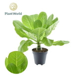Brighamia Insignis 'Palmier d'Hawaï' P12 - Ø12cm - ↕37cm - GREEN OASIS - SHOP Plantes vertes originales livrées à votre domicile