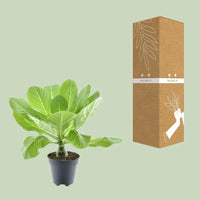 Brighamia Insignis 'Palmier d'Hawaï' P12 - Ø12cm - ↕37cm - GREEN OASIS - SHOP Plantes vertes originales livrées à votre domicile
