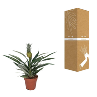 Bromélia Ananas - Ø12cm - ↕30cm Everspring