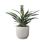 Bromélia Ananas - Ø12cm - ↕30cm Everspring