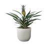 Bromélia Ananas - Ø12cm - ↕30cm Everspring