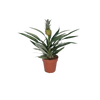 Bromélia Ananas - Ø12cm - ↕30cm Everspring