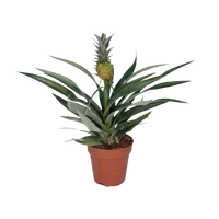 Bromélia Ananas - Ø12cm - ↕30cm Everspring