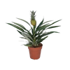 Bromélia Ananas - Ø12cm - ↕30cm Everspring