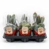 Cactus Mix P12 - 6 pièces - Ø12cm - ↕20cm - GREEN OASIS - SHOP