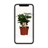 Caféier Arabica - Ø12cm - ↕25cm Everspring