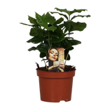 Caféier Arabica - Ø12cm - ↕25cm Everspring