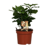Caféier Arabica - Ø12cm - ↕25cm Everspring