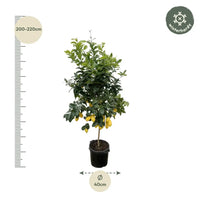 Calamondin (Citrus mitis) 200cm - ø40 - GREEN OASIS - SHOP