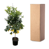 Calamondin (Citrus mitis) 200cm - ø40 - GREEN OASIS - SHOP