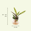 Calathea Insignis en verre Kingston - Ø12cm - ↕30cm Everspring