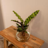 Calathea Insignis en verre Kingston - Ø12cm - ↕30cm Everspring