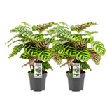Calathea Makoyana - 2 pièces - Ø14cm - ↕45cm - GREEN OASIS - SHOP