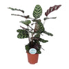 Calathea Makoyana - Ø21cm - ↕70cm Everspring