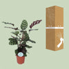 Calathea Makoyana - Ø21cm - ↕70cm Everspring