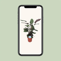 Calathea Makoyana - Ø21cm - ↕70cm Everspring