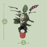 Calathea Makoyana - Ø21cm - ↕70cm Everspring