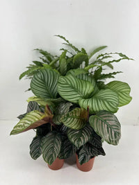 Calathea Mix P14cm Everspring