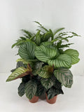 Calathea Mix P14cm Everspring