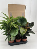 Calathea Mix P14cm Everspring
