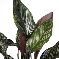 Calathea Ornata - Ø14cm - ↕50cm Everspring