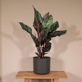Calathea Ornata - Ø14cm - ↕50cm Everspring
