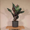 Calathea Ornata - Ø14cm - ↕50cm Everspring
