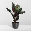 Calathea Ornata - Ø14cm - ↕50cm Everspring