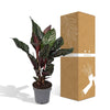 Calathea Ornata - Ø14cm - ↕50cm Everspring