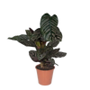 Calathea Ornata - Ø19cm - ↕75cm Everspring