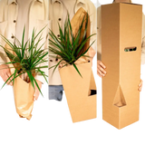 Calathea Ornata - Ø19cm - ↕75cm Everspring