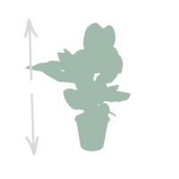 Calathea Ornata - Ø19cm - ↕75cm Everspring