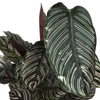 Calathea Ornata - Ø19cm - ↕75cm Everspring