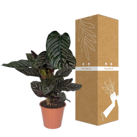 Calathea Ornata - Ø19cm - ↕75cm Everspring