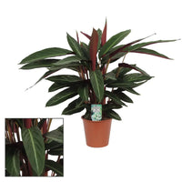 Calathea Stripestar Living - Ø17 ↕65 Everspring