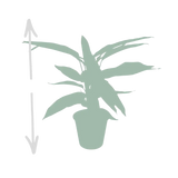 Calathea Triostar - Plante Paon - Ø19cm - ↕70cm Everspring