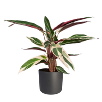Calathea Triostar - Plante Paon - Ø19cm - ↕70cm Everspring
