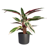 Calathea Triostar - Plante Paon - Ø19cm - ↕70cm Everspring