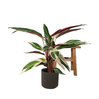 Calathea Triostar - Plante Paon - Ø19cm - ↕70cm Everspring