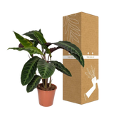 Calathea Warscewiczii - Plante paon - Ø19cm - ↕70cm Everspring
