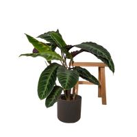 Calathea Warscewiczii - Plante paon - Ø19cm - ↕70cm Everspring