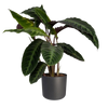 Calathea Warscewiczii - Plante paon - Ø19cm - ↕70cm Everspring