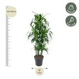 Carrousel Dracaena Hawaiiana - 150 cm - ø31 Everspring