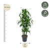 Carrousel Dracaena Hawaiiana - 150 cm - ø31 Everspring
