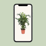 Caryota Mitis - Ø24cm - ↕110cm Everspring