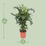 Caryota Mitis - Ø24cm - ↕110cm Everspring